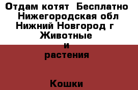 Отдам котят. Бесплатно  - Нижегородская обл., Нижний Новгород г. Животные и растения » Кошки   